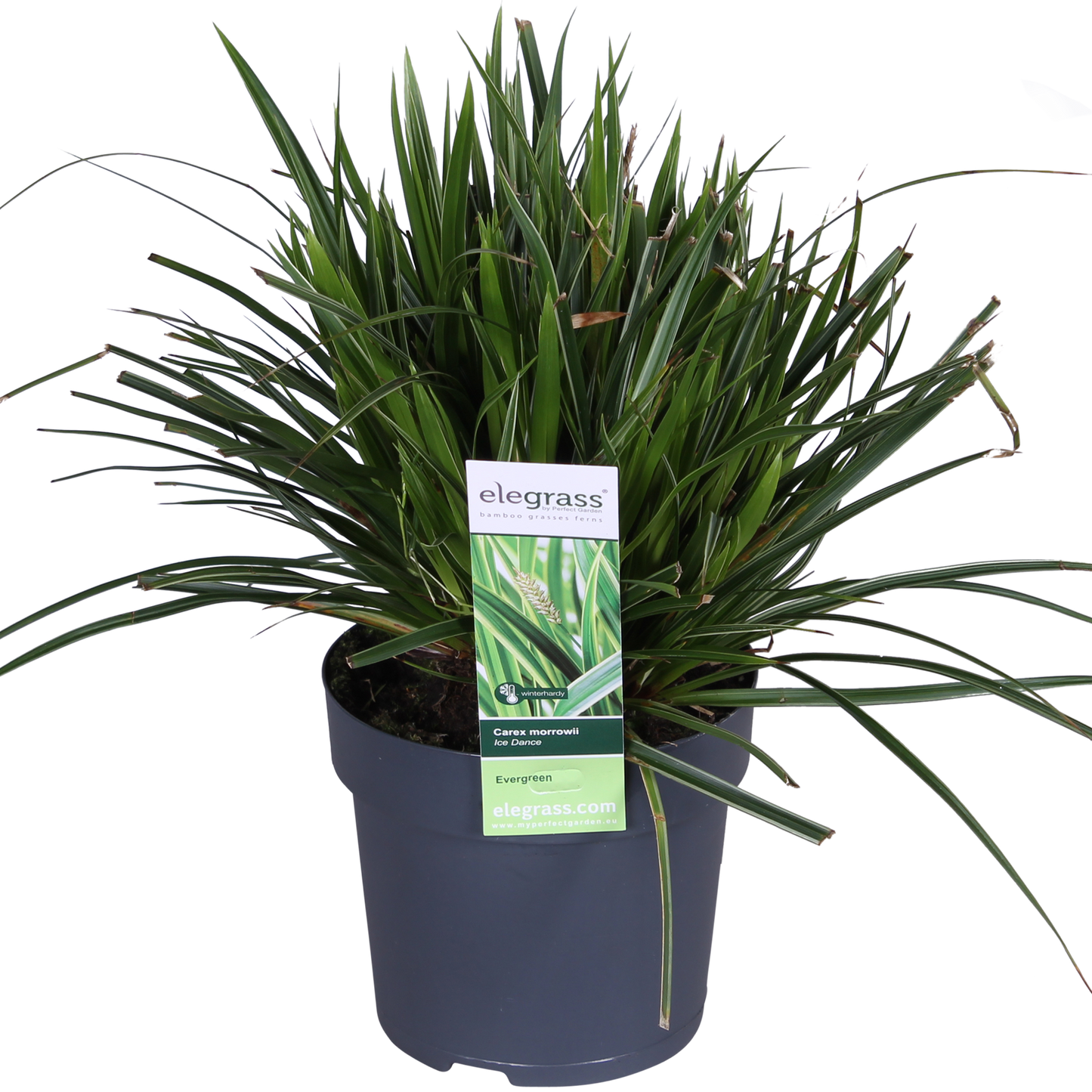 3x - Carex morrowii 'Ples na ledu' - ↨30cm - Ø14