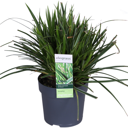 3x - Carex morrowii 'Ples na ledu' - ↨30cm - Ø14