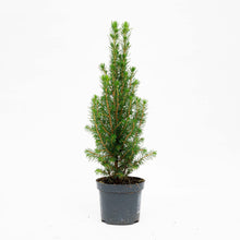 6x Mini-Kerstboom - Chamaecyparis - 25-30 cm