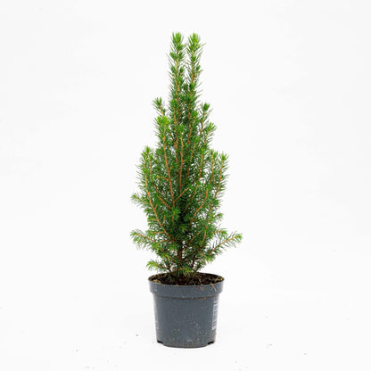 6x Mini-Kerstboom - Chamaecyparis - 25-30 cm