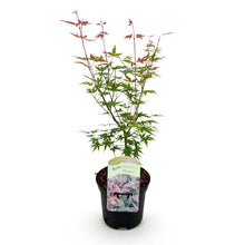 Green boutiQ - Terrasplant - Japanse Esdoorn - Acer palmatum Phoenix - Roze - 1 Plant - Bladverliezend - Pot 19cm Hoogte 70cm