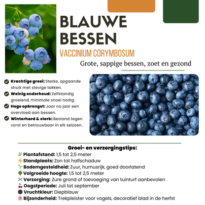 6 x Bosbessenplanten BIO - Ø 13 cm - ↨ 20 cm