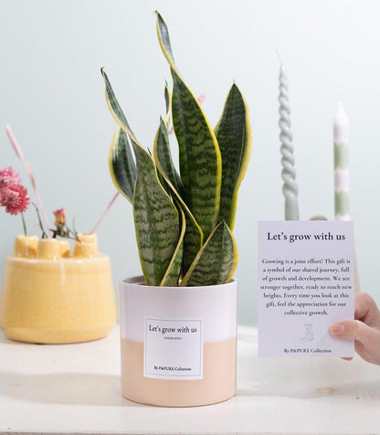 Poklon sansevieria "Rastimo s nama" S ČESTITKOM! - Ø12cm - ↕30cm