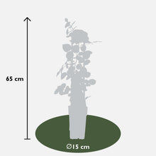 3x - Miks ruža - ↨65cm - Ø15