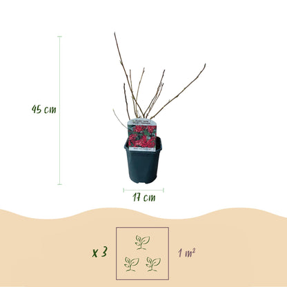 Green boutiQ - Heesters -  Ribes sanguineum Kind Edward - Bloem Rood - 1 Plant - Bladverliezend - Weinig Onderhoud - Pot 17cm Hoogte 45cm