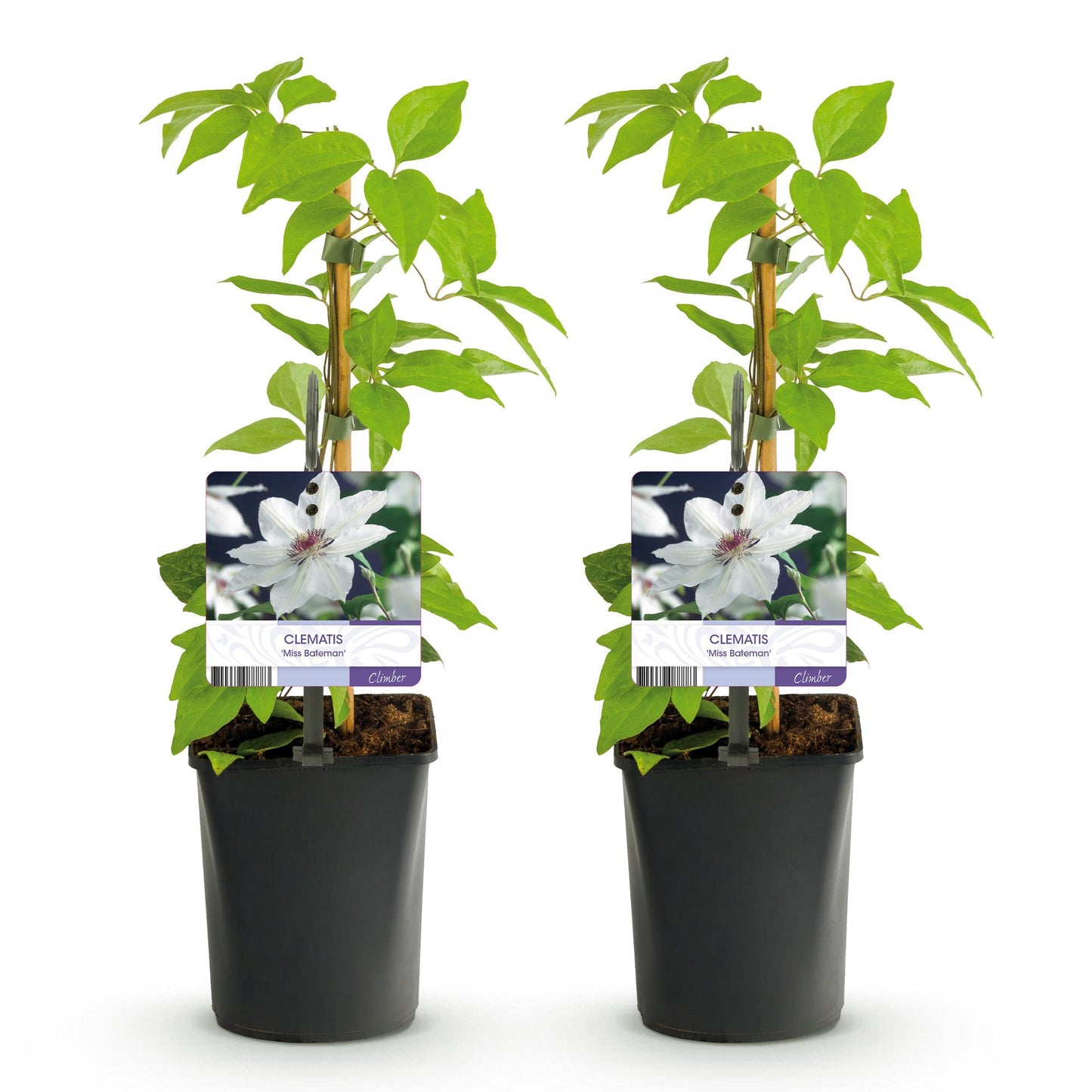 Green boutiQ - Klimplant - Clematis Miss bateman - Bloem Wit - Weinig onderhoud -2 planten -  Pot 11cm Hoogte 40cm