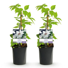 Green boutiQ - Klimplant - Clematis Miss bateman - Bloem Wit - Weinig onderhoud -2 planten -  Pot 11cm Hoogte 40cm