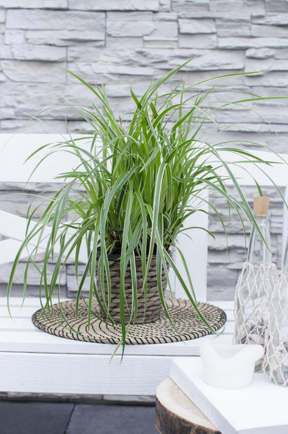 3x - Carex morrowii 'Ples na ledu' - ↨30cm - Ø14