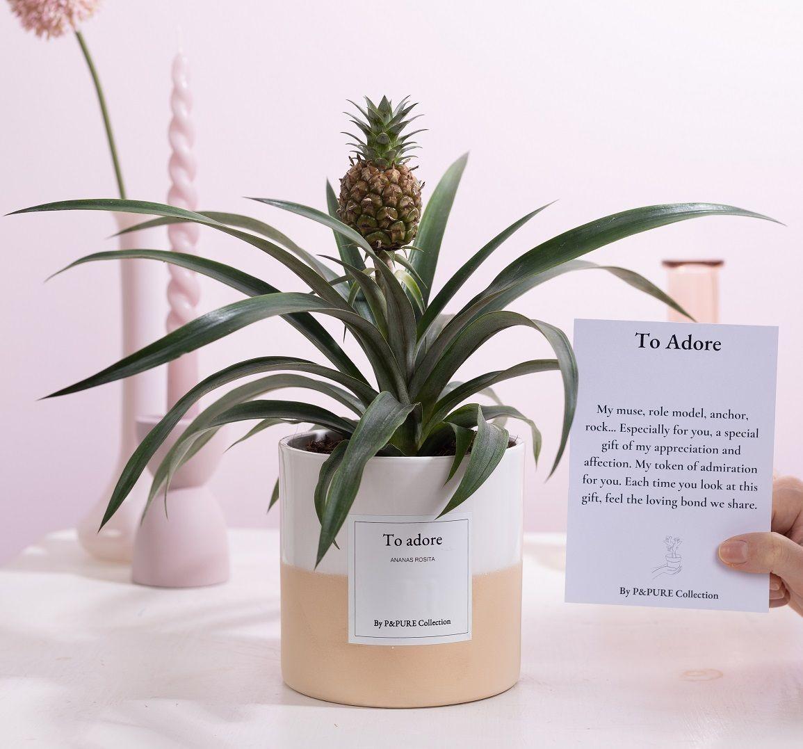 Ananas Rosita poklon "Za obožavanje" S ČESTITKOM! - Ø12cm - ↕35cm