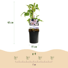 Green boutiQ - Klimplant - Clematis montana Rubens - Bloem Roze - Vroegbloeiend - Weinig onderhoud -2 planten -  Pot 11cm Hoogte 40cm