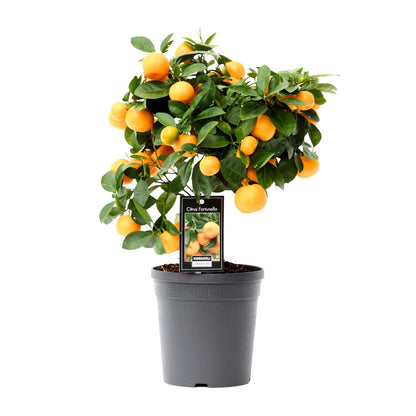 Kalamondin od citrusa - Ø15cm - ↕40cm