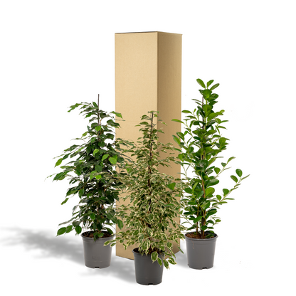 Fikus Benjamina Danielle - Ø21cm - ↕95cm + Fikus Benjamina Twilight - Ø21cm - ↕95cm + Fikus Microcarpa Moclame - Ø21cm - ↕95cm
