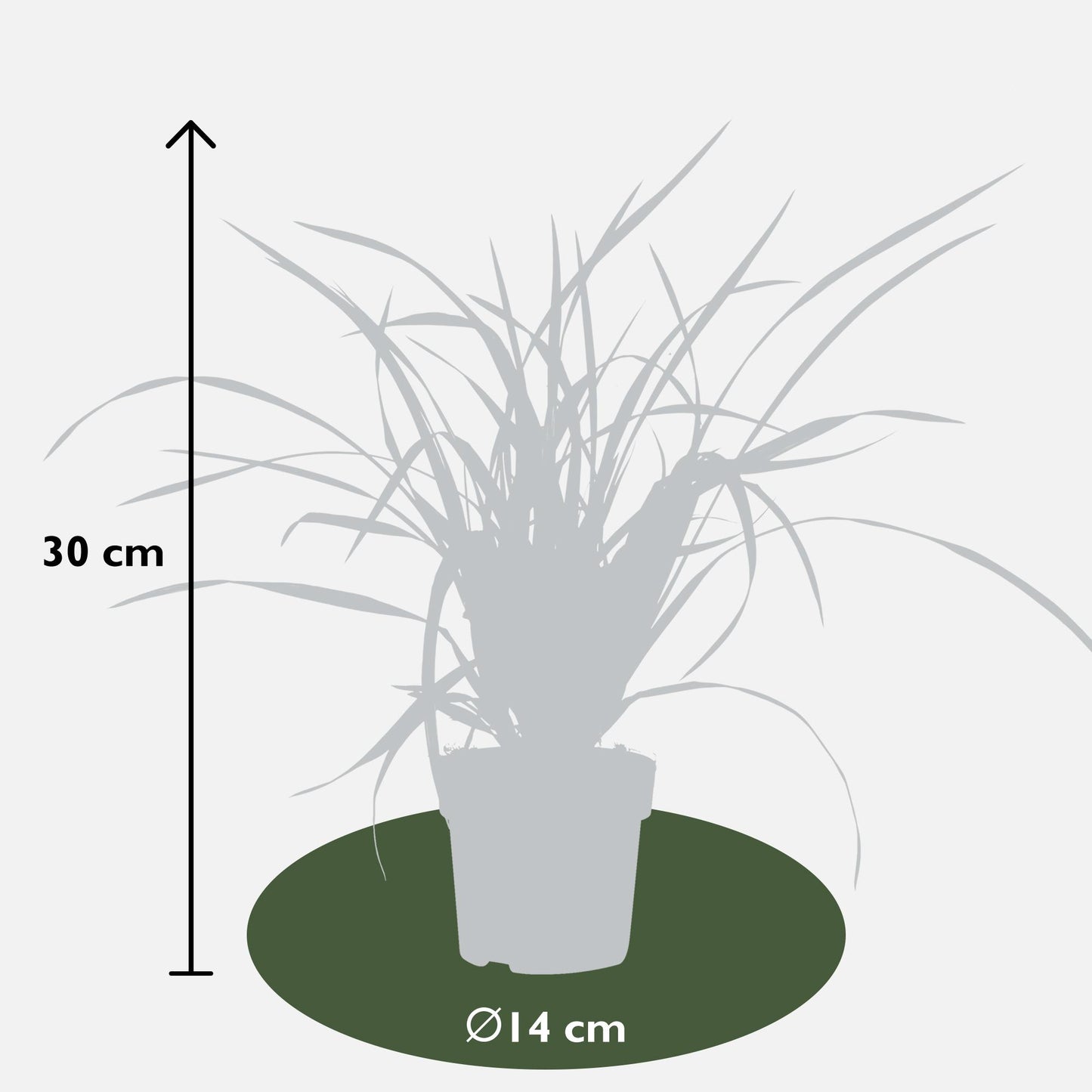 3x - Carex morrowii 'Irski zeleni' - ↨30cm - Ø14
