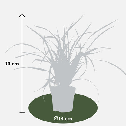 3x - Carex morrowii 'Irski zeleni' - ↨30cm - Ø14