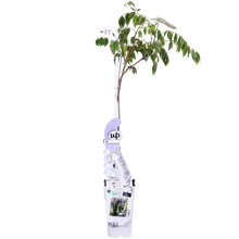 Wisteria sinensis Caroline - Ljubičasta kiša - Ø15cm - ↕65cm