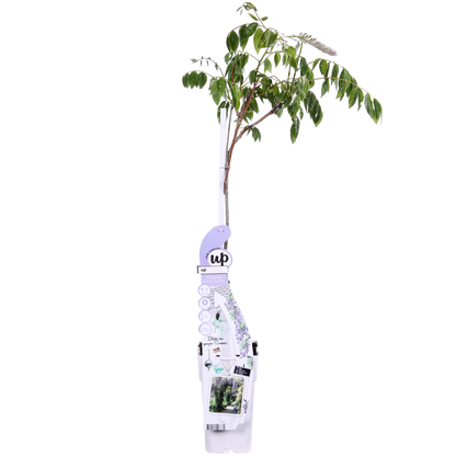 Wisteria sinensis Caroline - Ljubičasta kiša - Ø15cm - ↕65cm