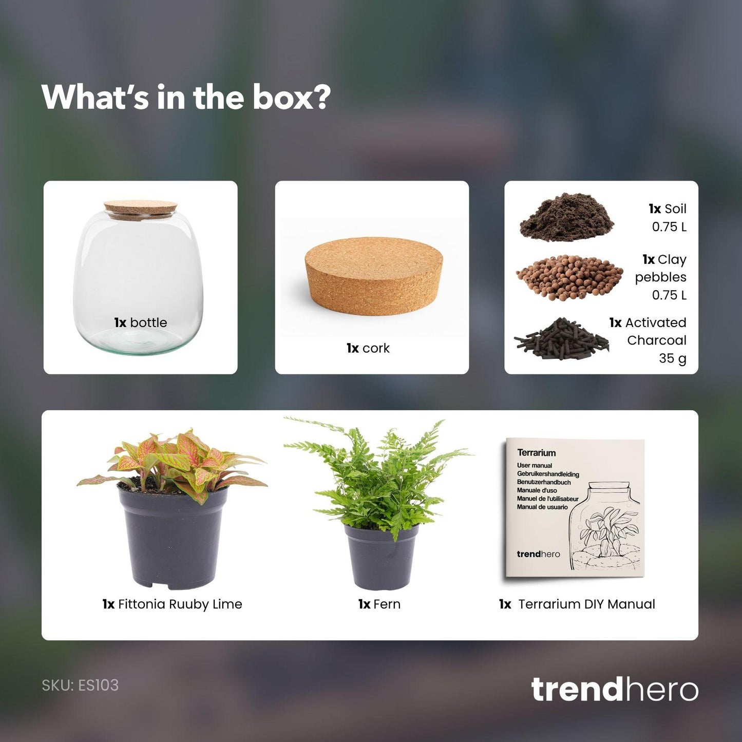 Biljni terarij – Emma Mini – DIY komplet – visina 20 cm – Ø 19 cm – Fittonia Ruby Lime
