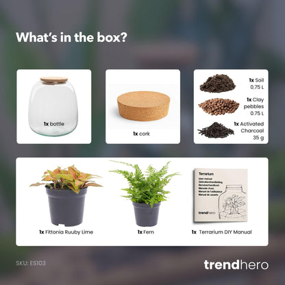 Biljni terarij – Emma Mini – DIY komplet – visina 20 cm – Ø 19 cm – Fittonia Ruby Lime
