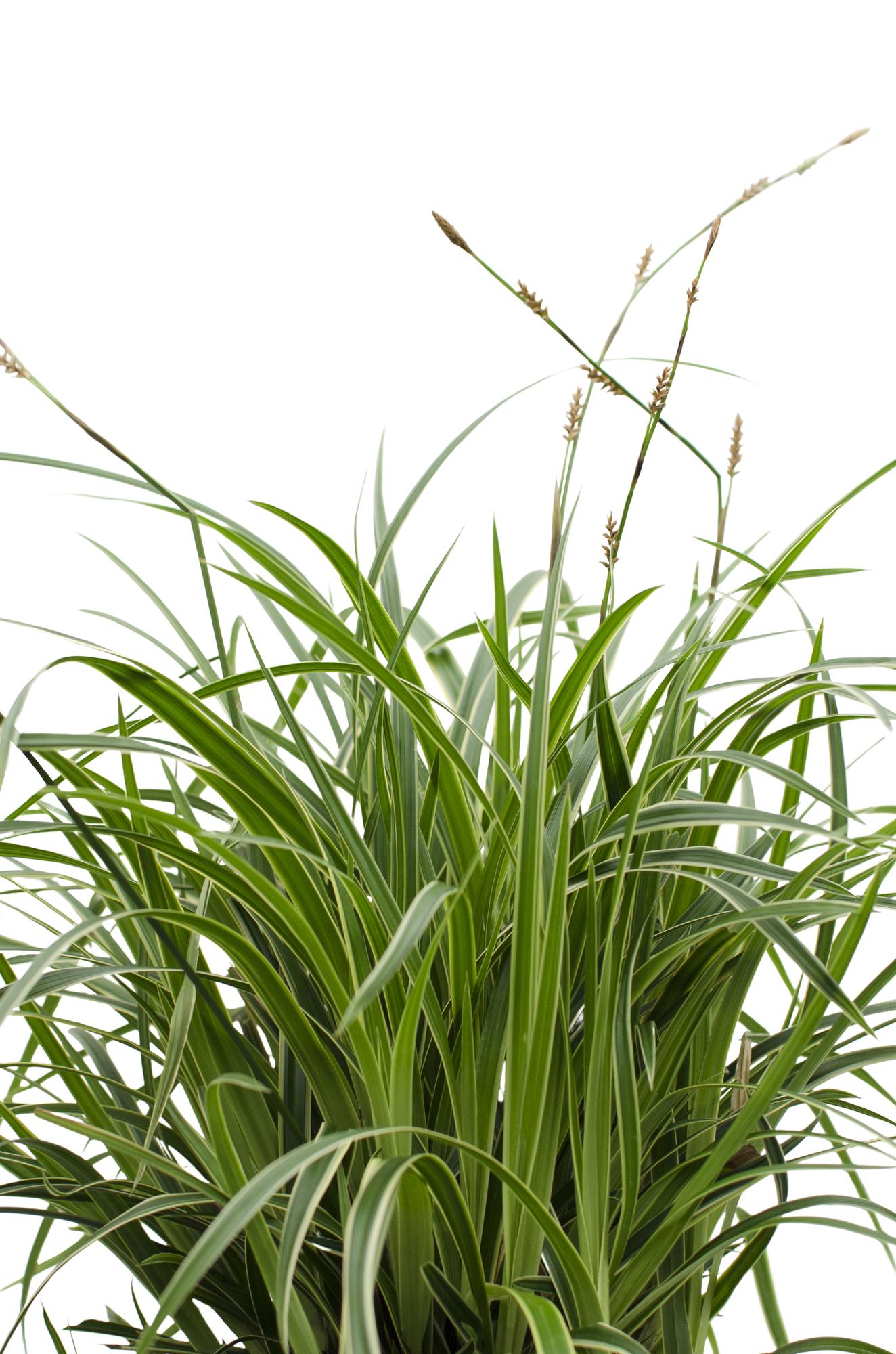 3x - Carex morrowii 'Ples na ledu' - ↨30cm - Ø14