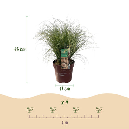 Green boutiQ - Siergrassen - Carex comans Frosted Curls - Groen - 2 Planten - Bladhoudend - Weinig Onderhoud - Pot 17cm Hoogte 50cm