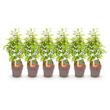 Green boutiQ - Haagplanten - Carpinus betulus -  blad groen - 6 planten - 1 strekkende meter - bladverliezend - pot 17cm hoogte 55cm