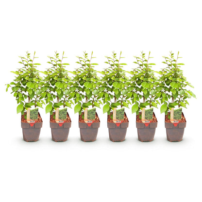 Green boutiQ - Haagplanten - Carpinus betulus -  blad groen - 6 planten - 1 strekkende meter - bladverliezend - pot 17cm hoogte 55cm