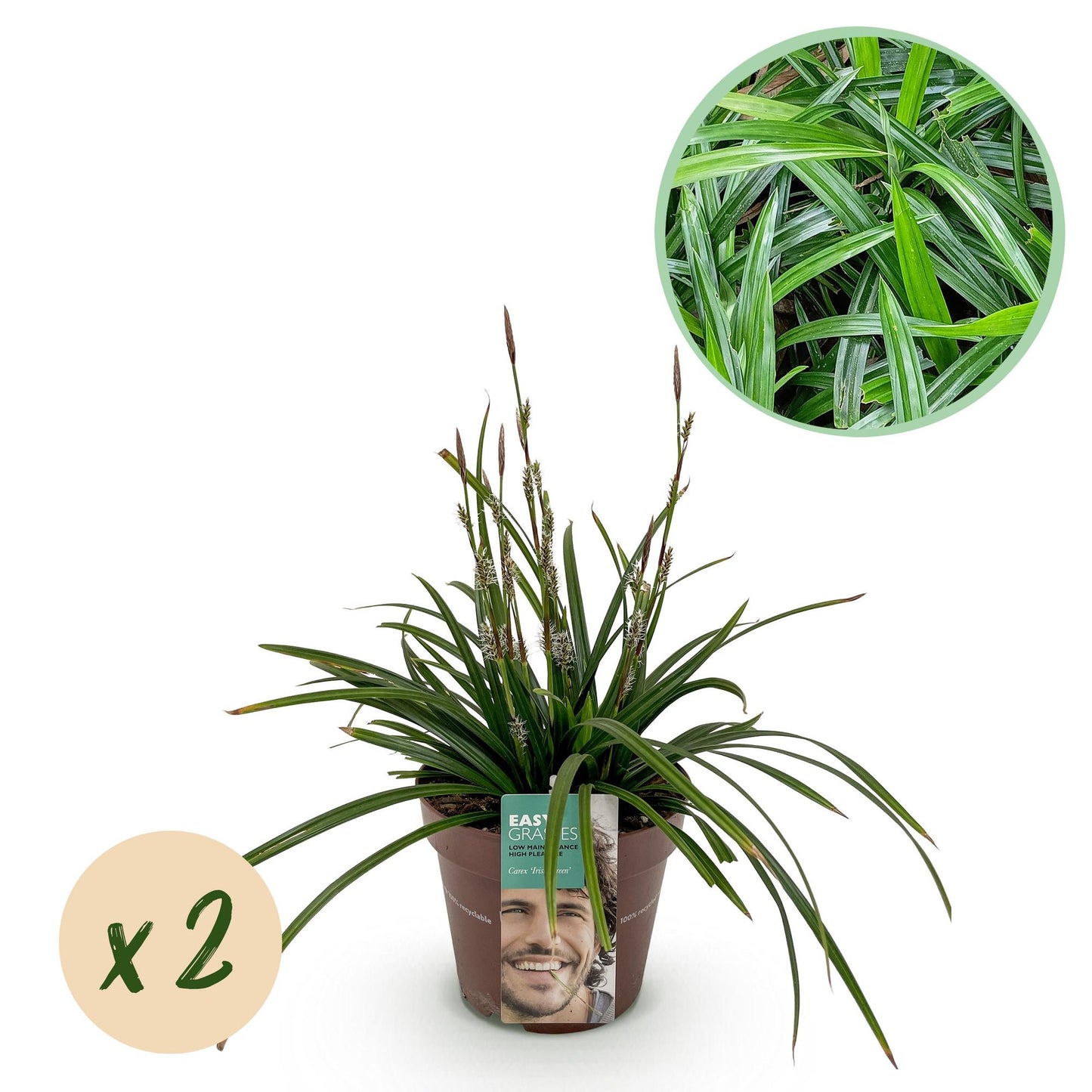 Green boutiQ - Siergrassen -  Carex morrowii Irish Green - Groen & Geel - 2 Planten - Bladhoudend - Weinig Onderhoud - Pot 17cm Hoogte 50cm