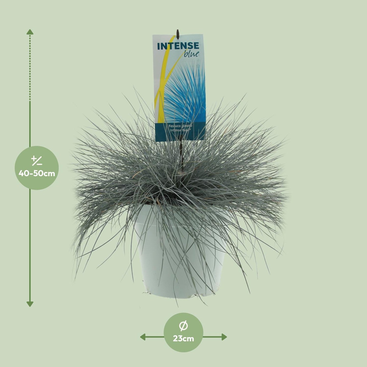 Festuca Glauca Intenzivno plava - Ø23cm - ↕50cm