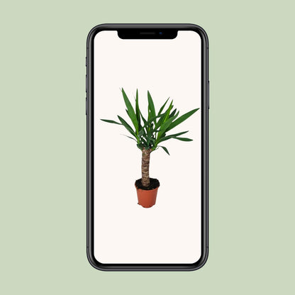 Juka - Ø14cm - ↕60cm