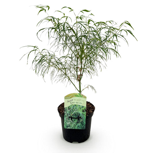 Green boutiQ - Terrasplant - Japanse Esdoorn - Acer palmatum Koto-no-ito - Groen - 1 Plant - Bladverliezend - Pot 19cm Hoogte 70cm