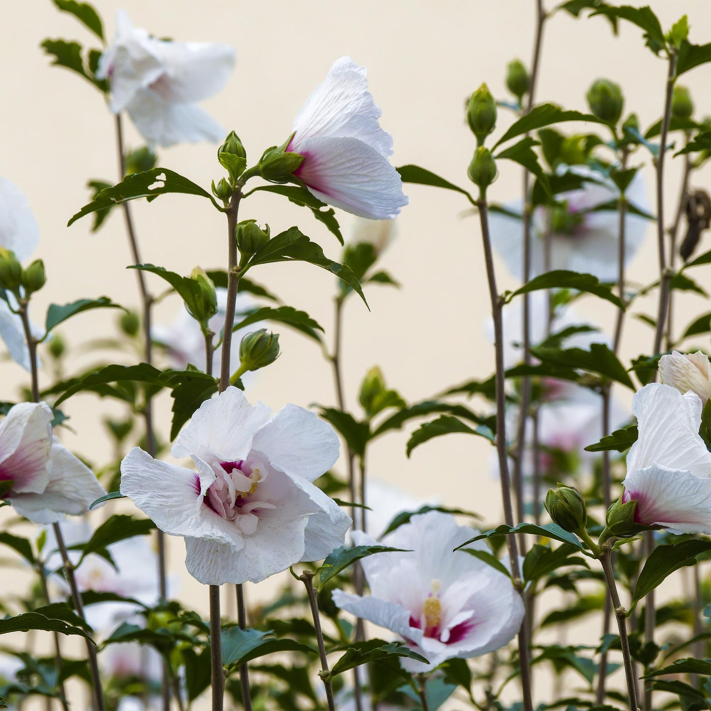 Green boutiQ - Tuinplant - Hibiscus syriacus Starburst Chiffon® - Plant op stam - Terras Plant - Bladverliezend - Weinig Onderhoud - Pot 19cm Hoogte 90cm