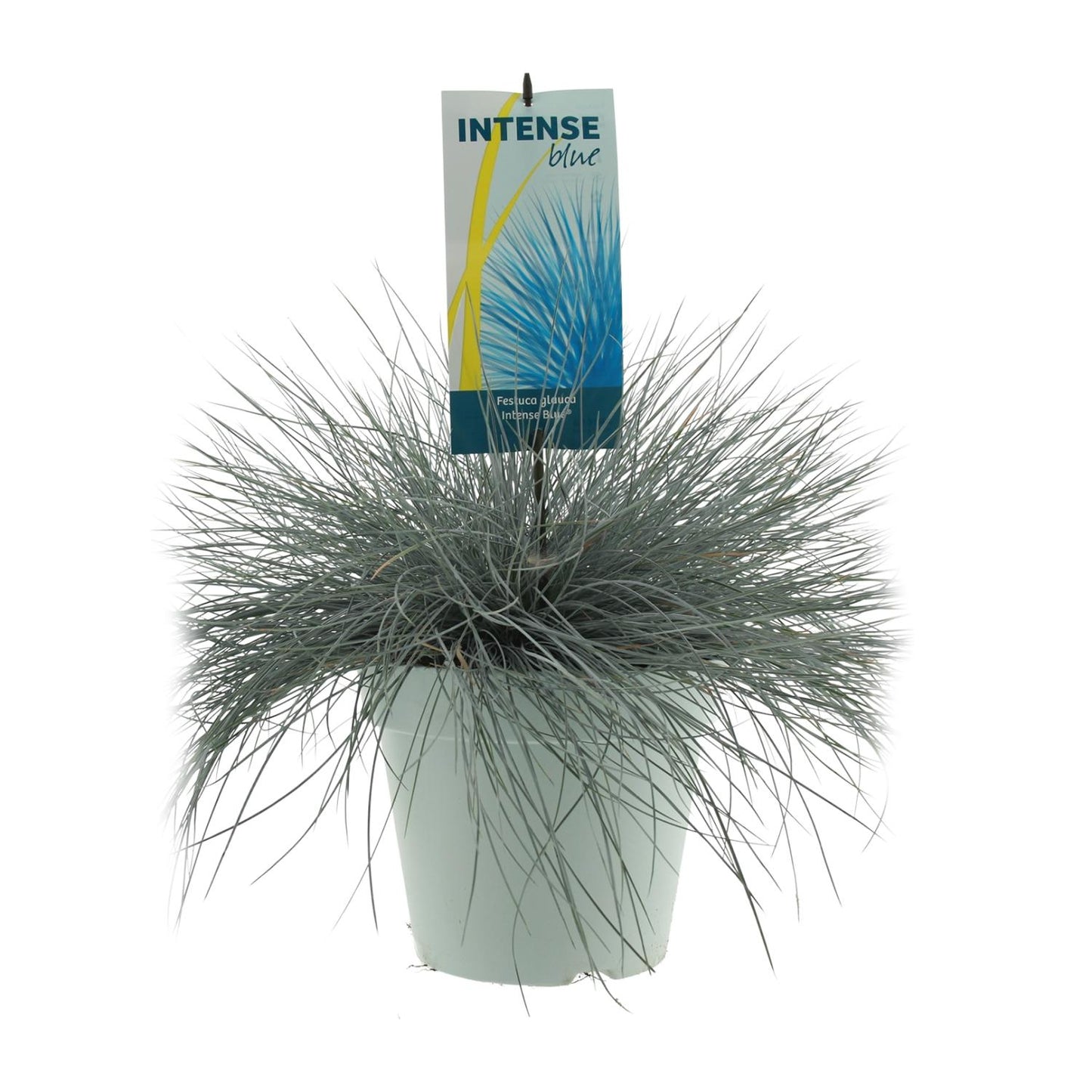 Festuca Glauca Intenzivno plava - Ø23cm - ↕50cm