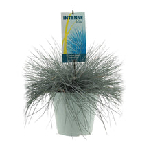 Festuca Glauca Intenzivno plava - Ø23cm - ↕50cm