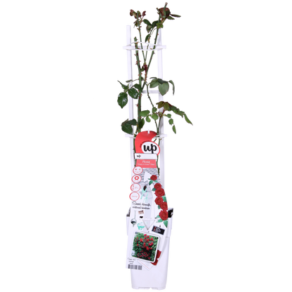 Rosa Crazy in love 'Crvena' - Crvena ruža - Ø15cm - ↕65cm