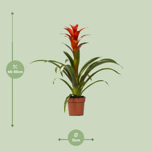 Guzmania Ostara - Ø12cm - ↕45cm