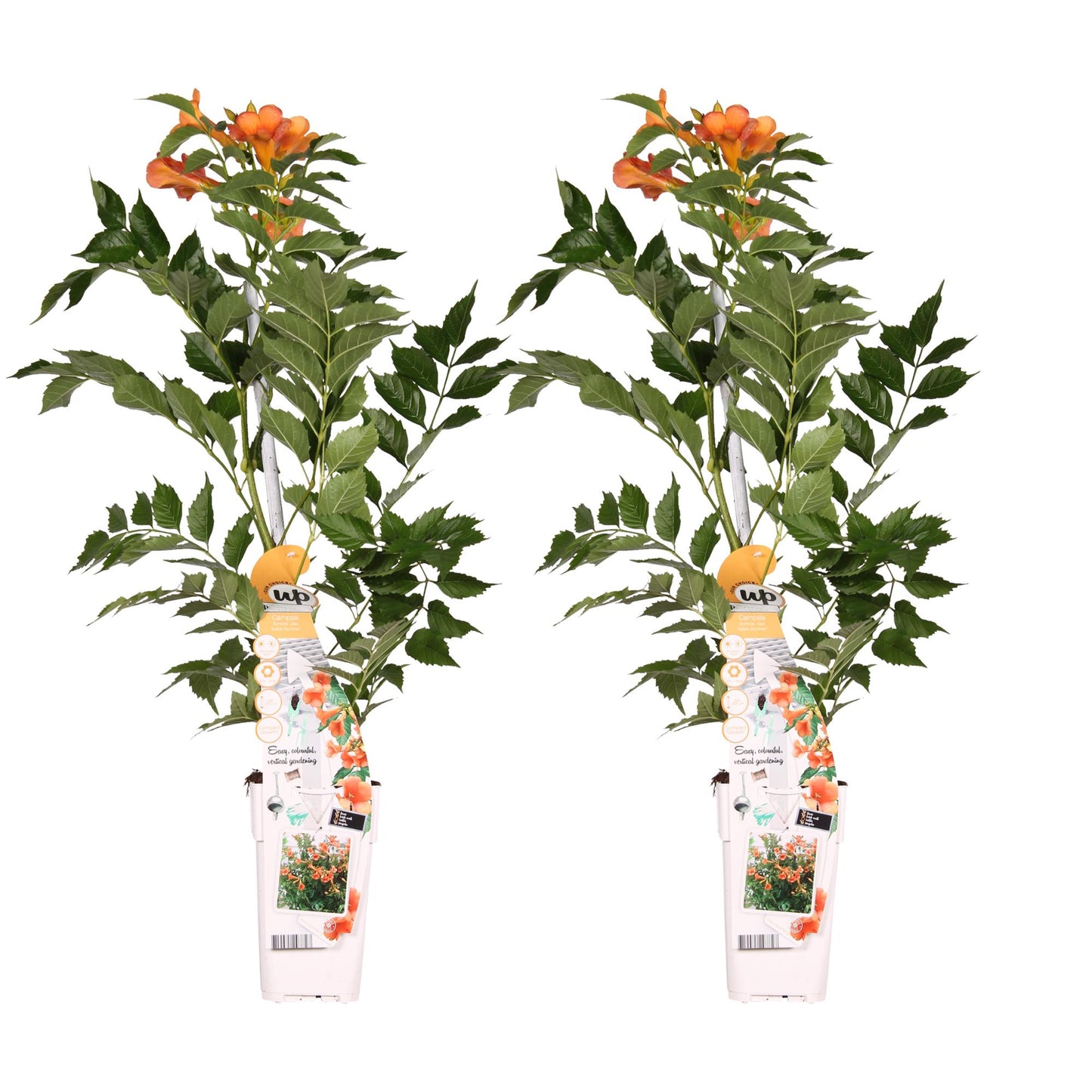 2x - Campsis 'Bablje ljeto' - ↨65cm - Ø15