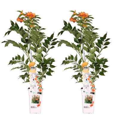 2x - Campsis 'Bablje ljeto' - ↨65cm - Ø15