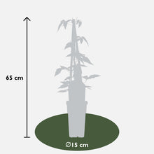 3x - Clematis Montana 'Mirisno proljeće' - ↨65cm - Ø15