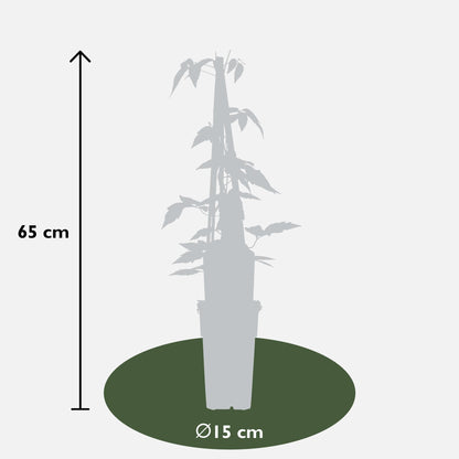 3x - Clematis Montana 'Mirisno proljeće' - ↨65cm - Ø15