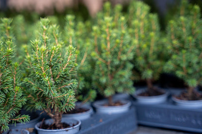6x Mini-kerstboom - ↑15-20 cm - Ø 6 cm Picea Glauca Perfecta