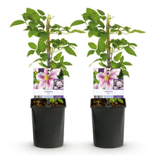 Green boutiQ - Klimplant - Clematis Piilu - Bloem Roze - Weinig onderhoud -2 planten -  Pot 11cm Hoogte 40cm