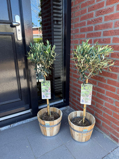 Green boutiQ - Tuinplant - Olea Europaea - Plant op stam - Terras Plant - Bladhoudend - Weinig Onderhoud - Pot 19cm Hoogte 90cm