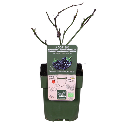 Rubus fruticosus 'Black Satin' - Kupina bez trnja - Ø13cm - ↕45cm