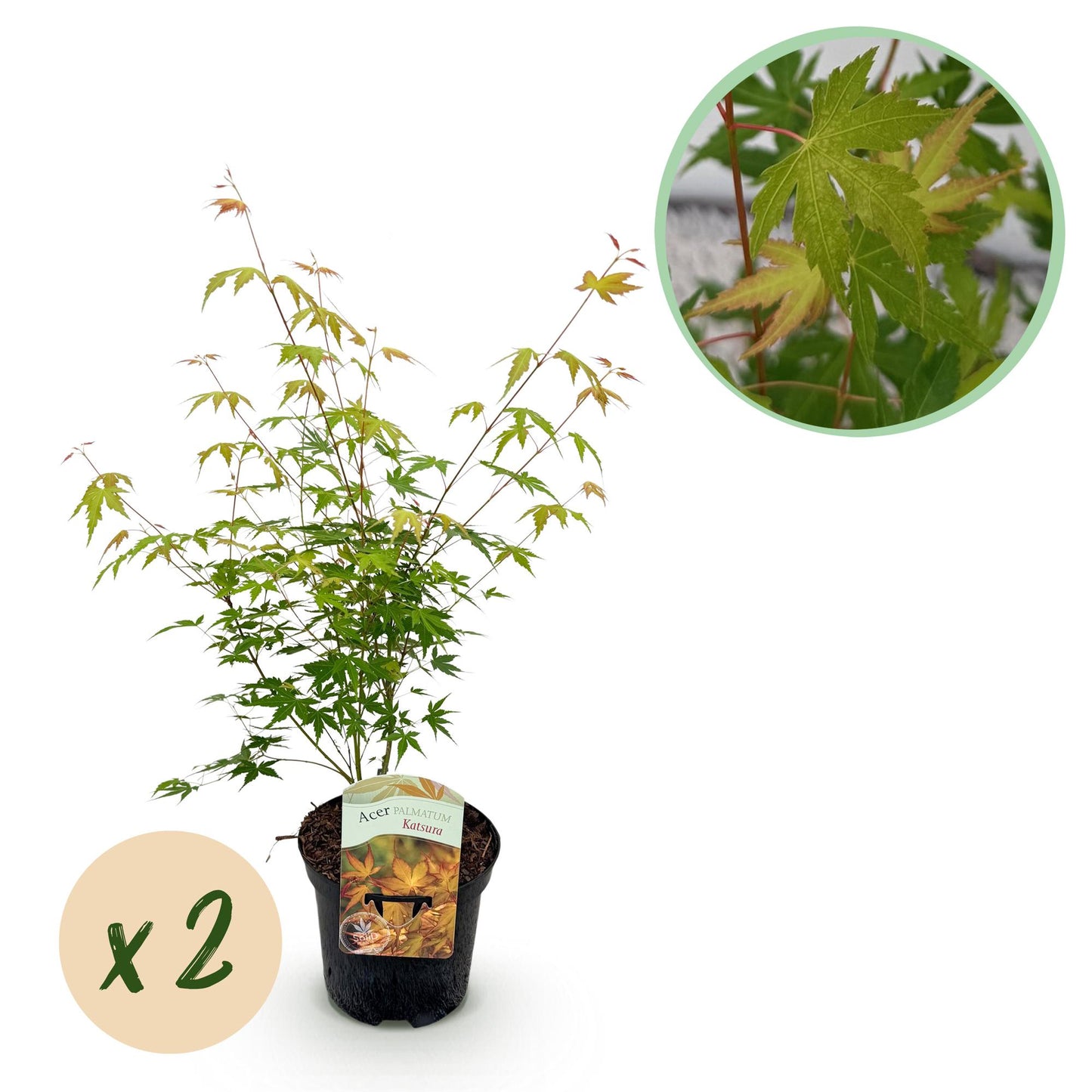 Green boutiQ - Terrasplant - Japanse Esdoorn - Acer palmatum Katsura - Oranje - 2 Planten - Bladverliezend - Pot 19cm Hoogte 70cm