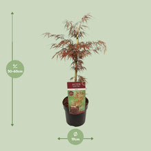 Acer palma. 'Garnet' - Ø19cm - ↕40cm