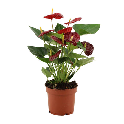 Anthurium Calon u prozirnom omotu - Ø12cm - ↕36cm