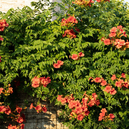 Green boutiQ - Trompetbloem - Campsis radicans Madame Galen - Bloem Oranje - Weinig onderhoud - 2 planten - Pot 11cm Hoogte 40cm