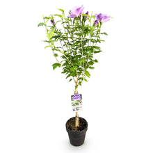 Green boutiQ - Tuinplant -Hibiscus syriacus Lavendor Chiffon®  - Plant op stam - Terras Plant - Bladverliezend - Weinig Onderhoud - Pot 19cm Hoogte 90cm