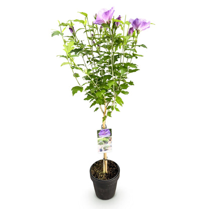 Green boutiQ - Tuinplant -Hibiscus syriacus Lavendor Chiffon®  - Plant op stam - Terras Plant - Bladverliezend - Weinig Onderhoud - Pot 19cm Hoogte 90cm