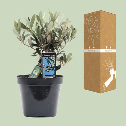 Olea Olijf - Ø13cm - ↕25cm
